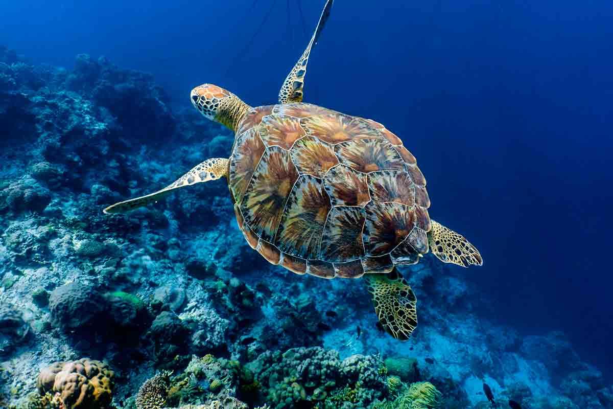 Chelonia mydas