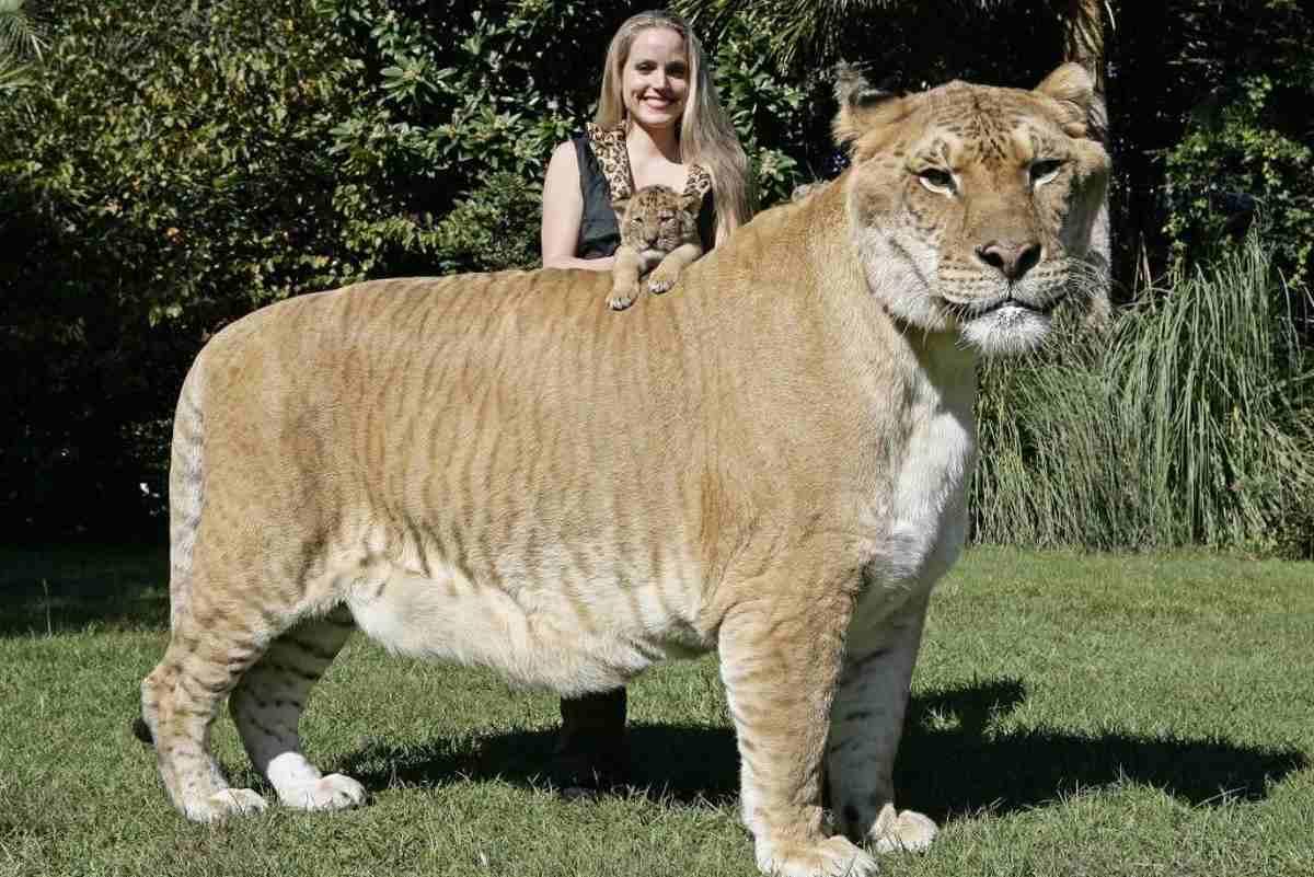 LIGRE Você conhece o maior felino do mundo?