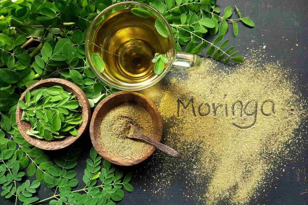 moringa oleifera