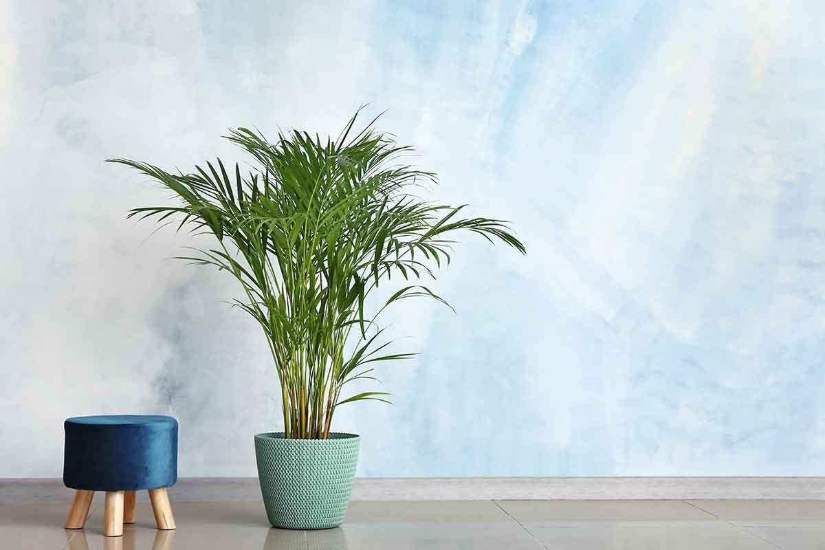 palmeira-areca