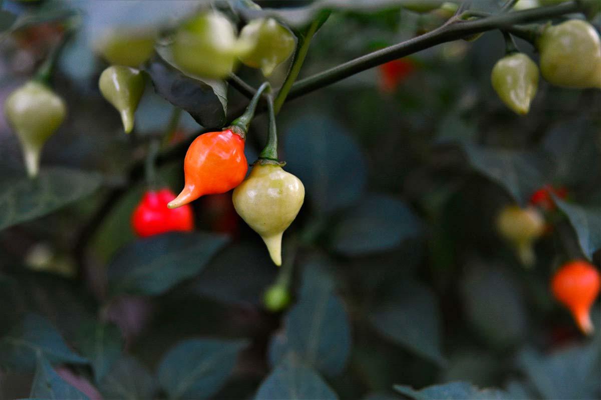 pimenta-biquinho