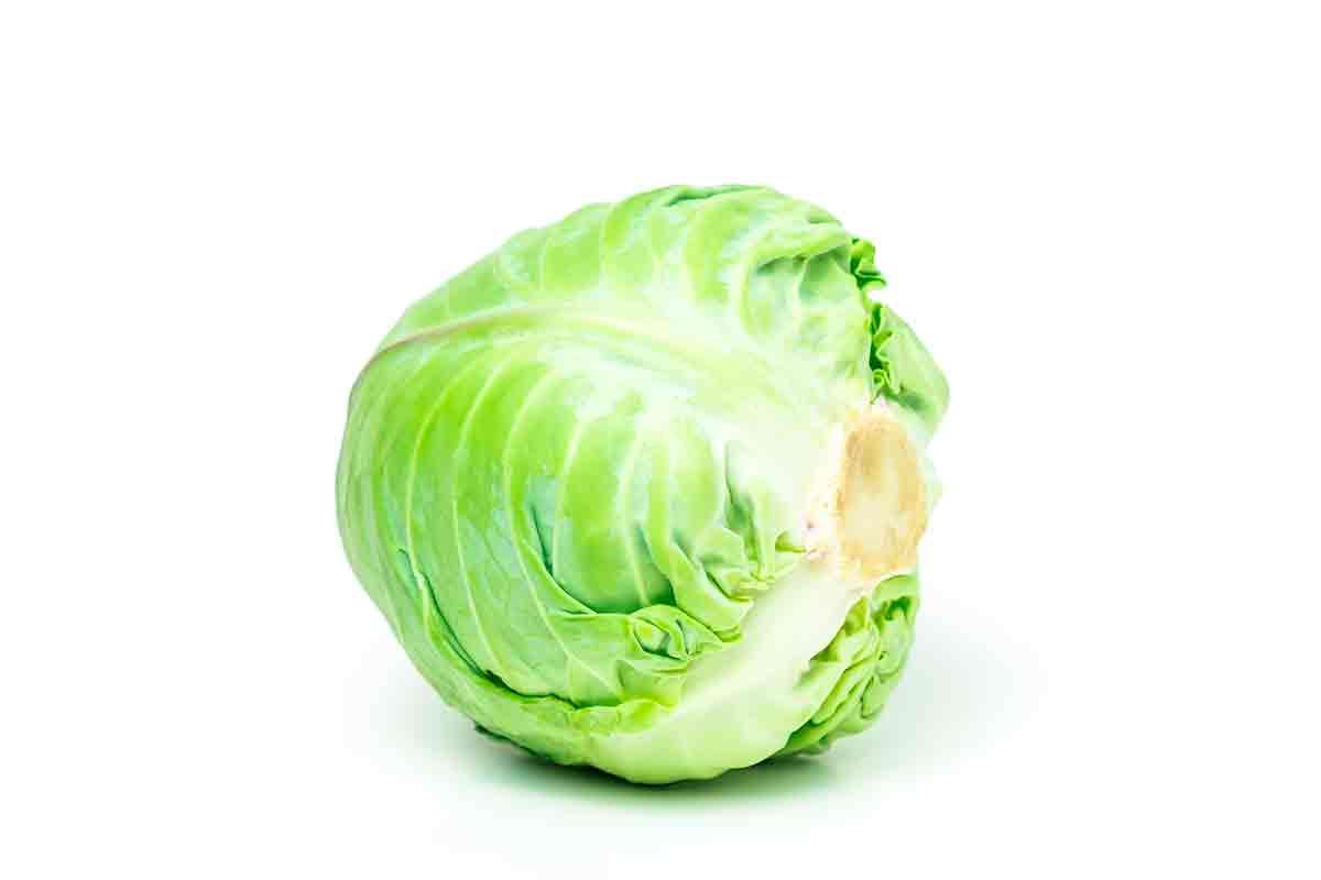 Brassica oleracea var. capitata