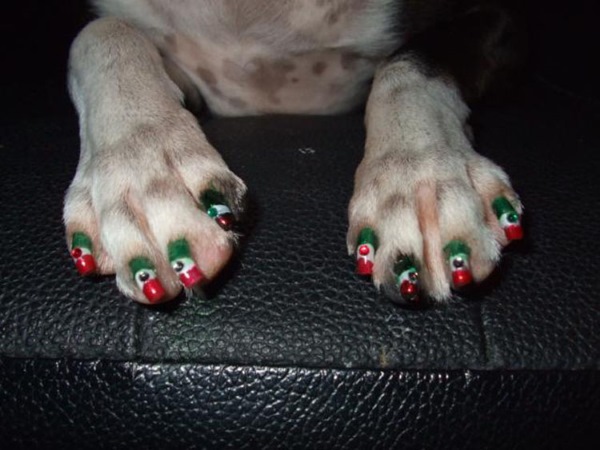 unhas pintada cachorro 3