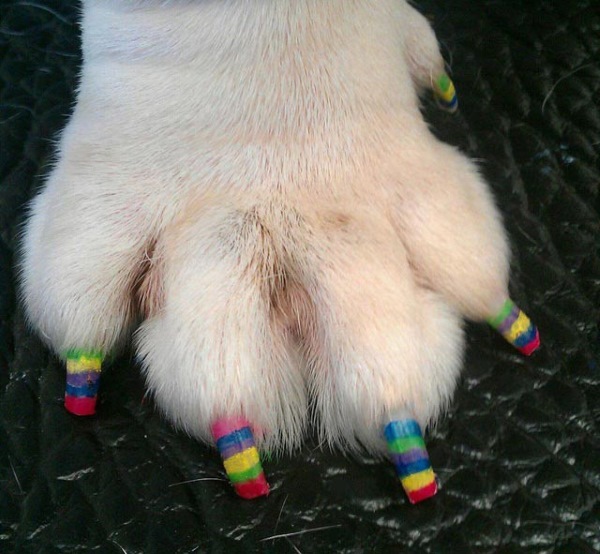 unhas pintada cachorro 4