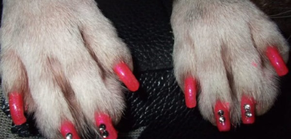 unhas pintada cachorro