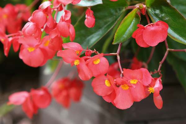 begonia 2