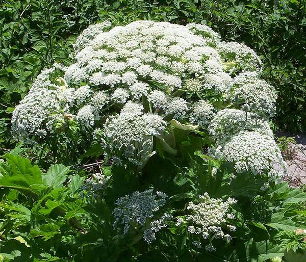 heracleum mantegazzianum 2