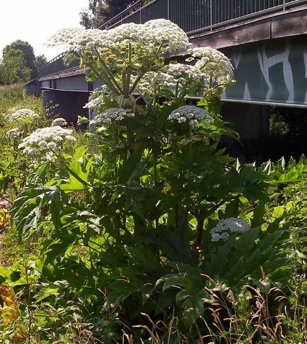 heracleum mantegazzianum 3