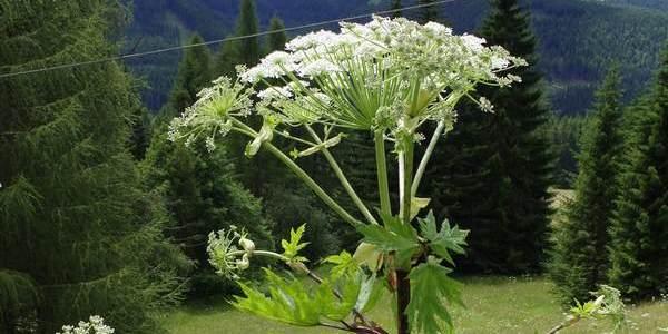 Heracleum mantegazzianum