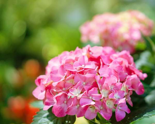 hortensia 3