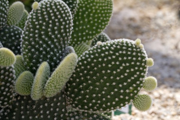 opuntia microdasys