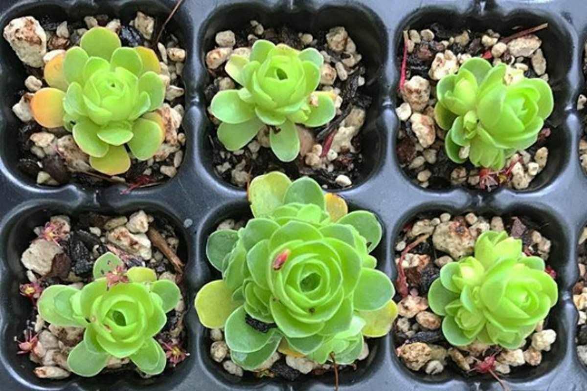 suculentas rosas