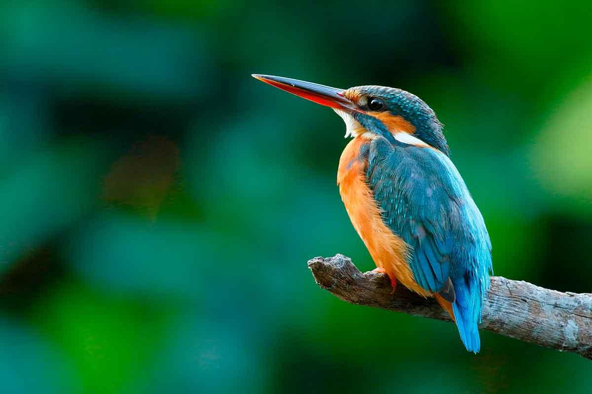 Alcedo atthis
