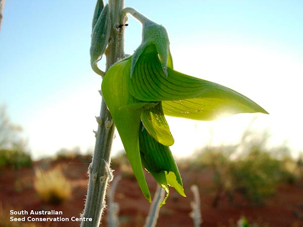 crotalaria cunninghamii ssp