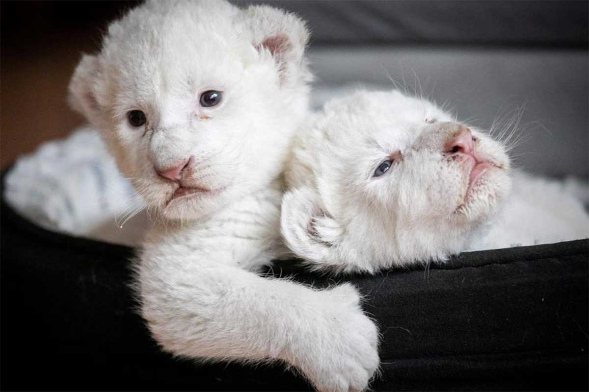 Nala e Simba