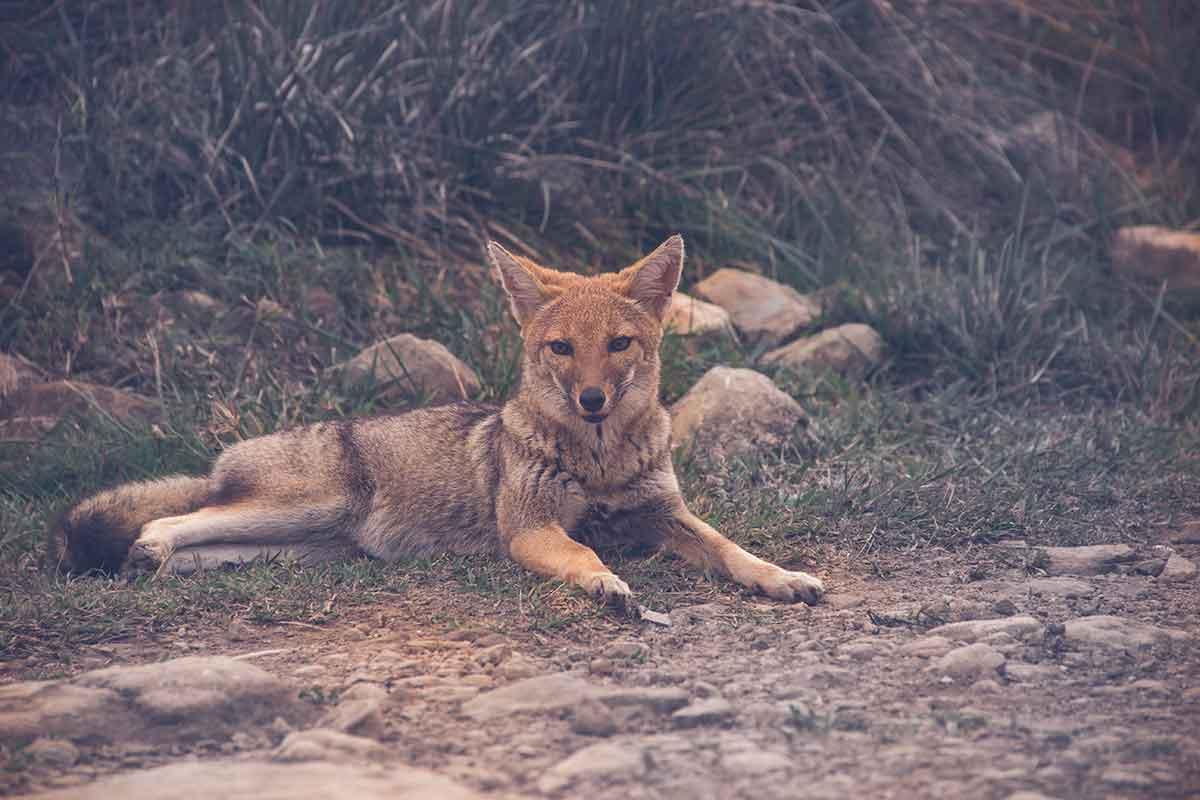 Lycalopex vetulus
