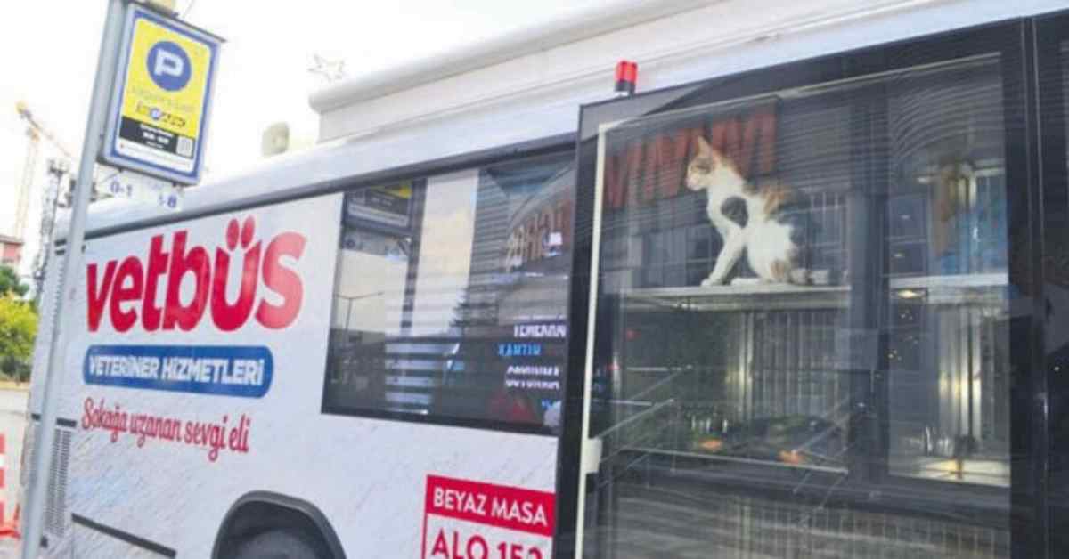 vetbus istanbul 4