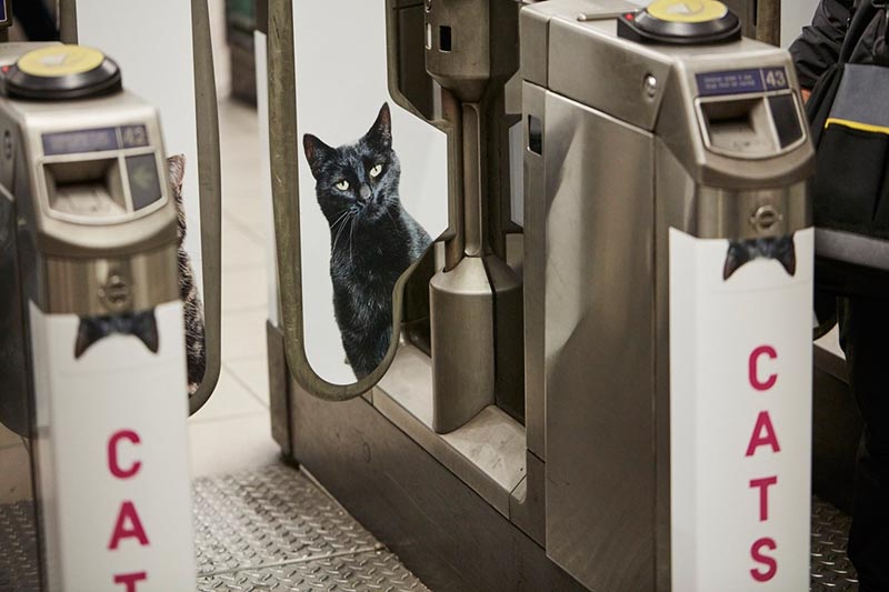 gato metro 5