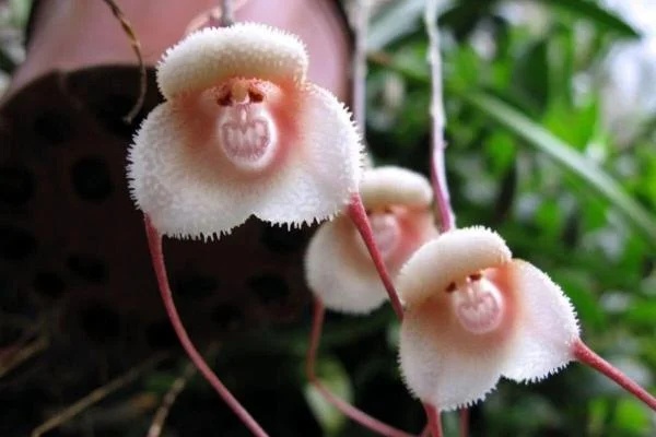 orquídea macaco