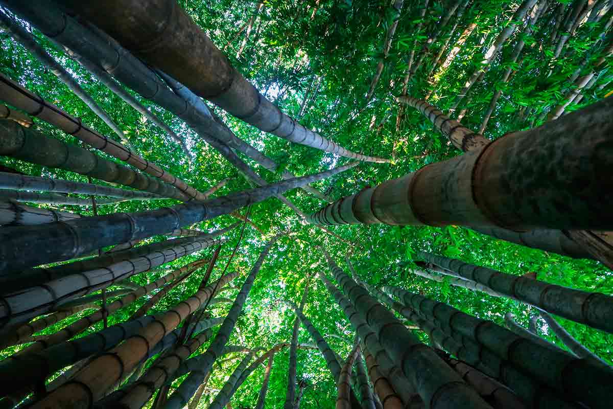 floresta de Bambu Brasil