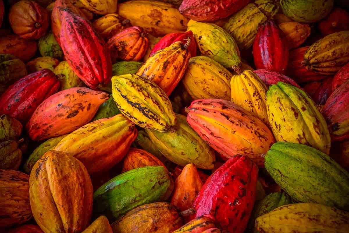 cacau