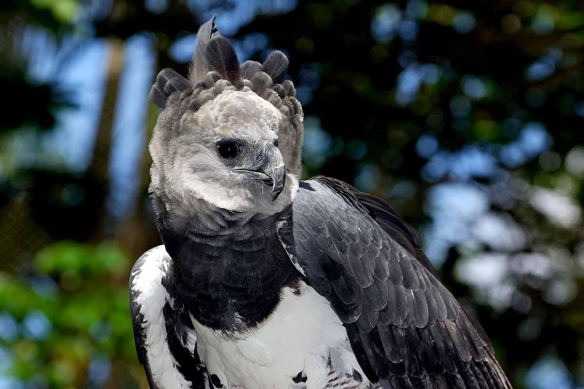 Harpia harpyja