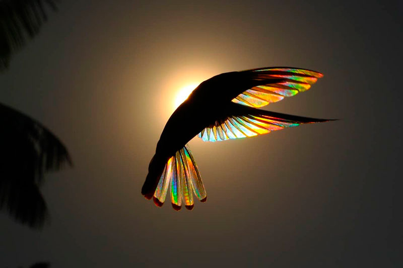 colibrí negro 2
