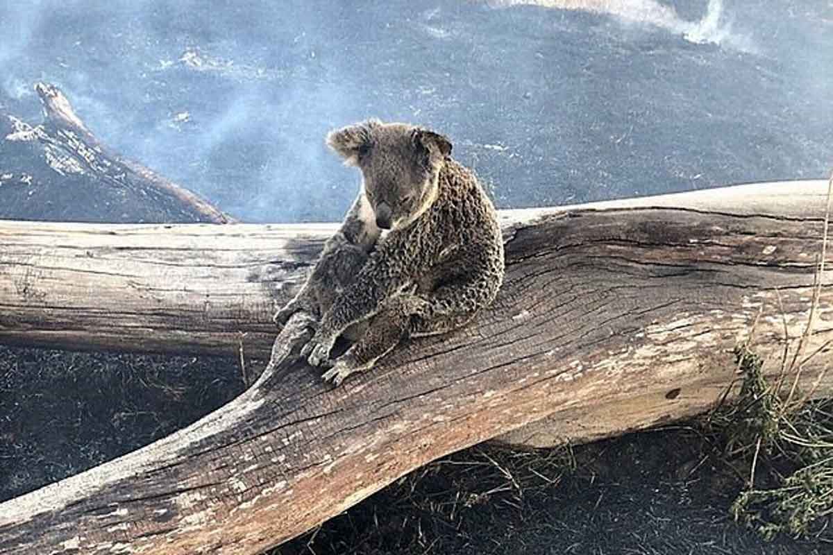colas Austrália incêndios