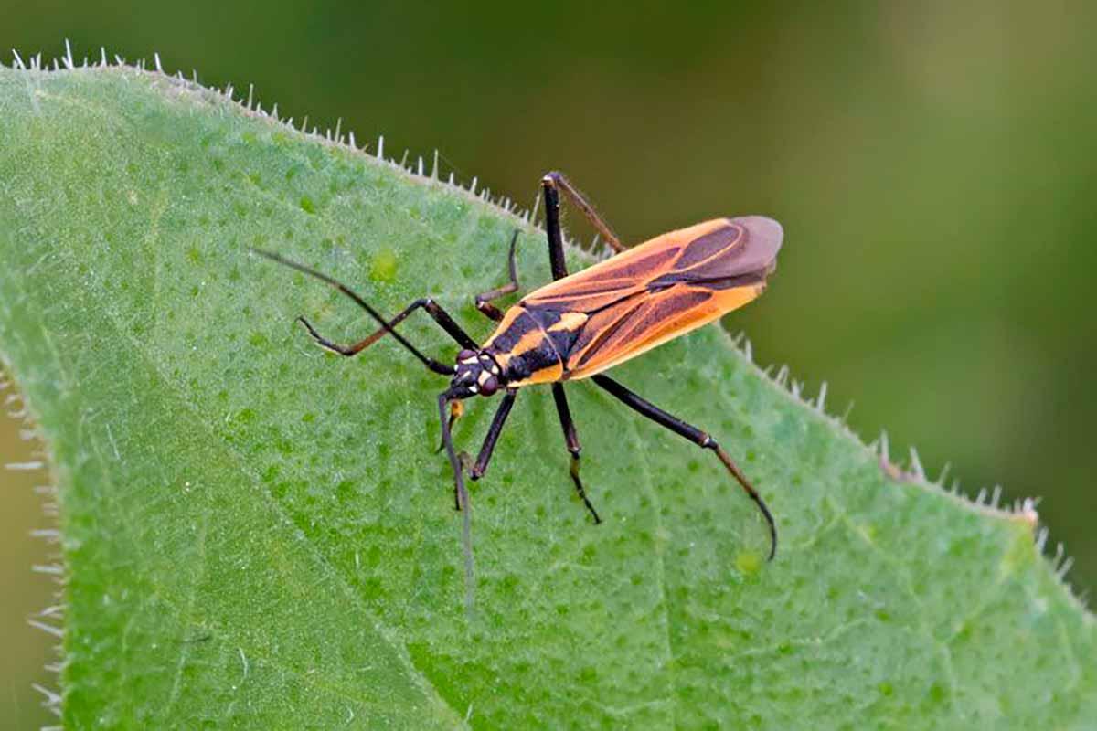 Leptopterna dolabrata