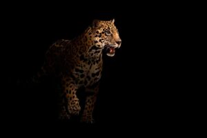 Panthera onca