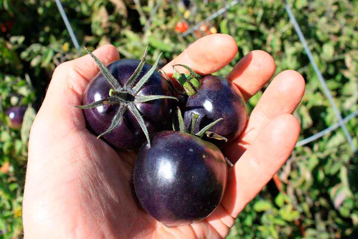 tomate violeta