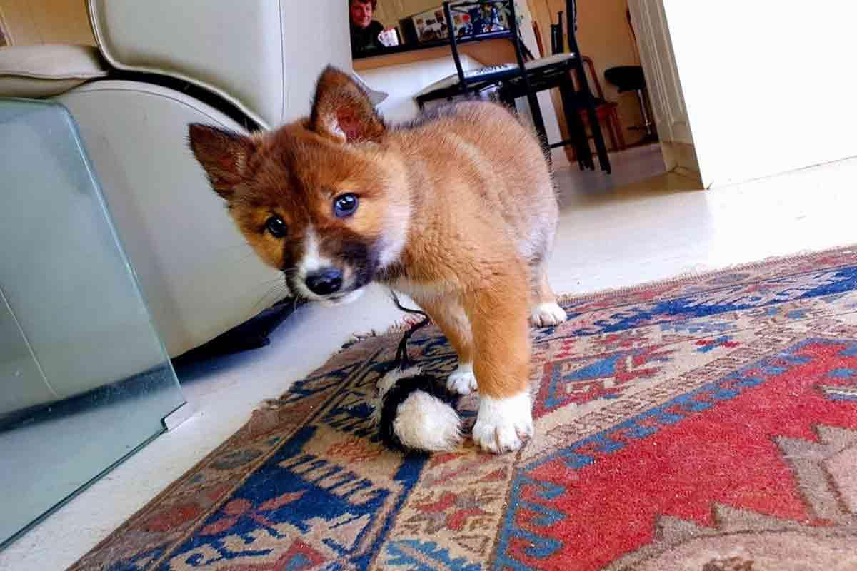 Wandi Dingo