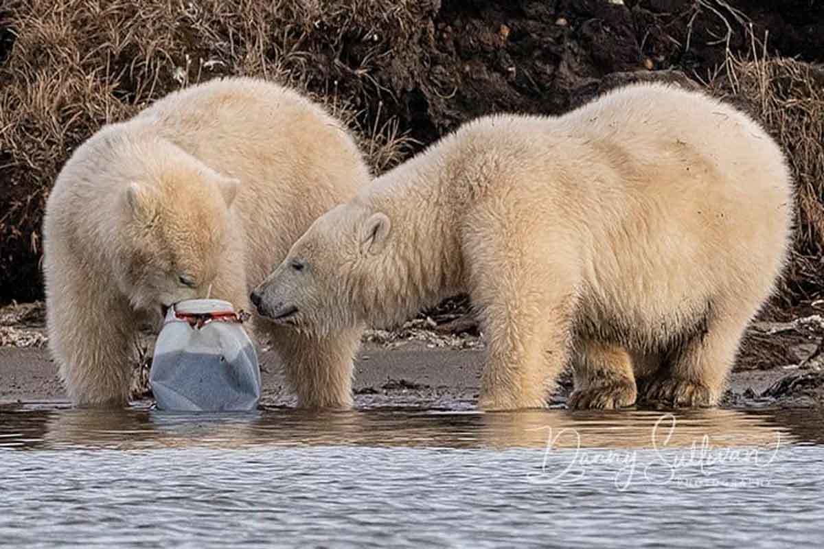 ursos-plástico