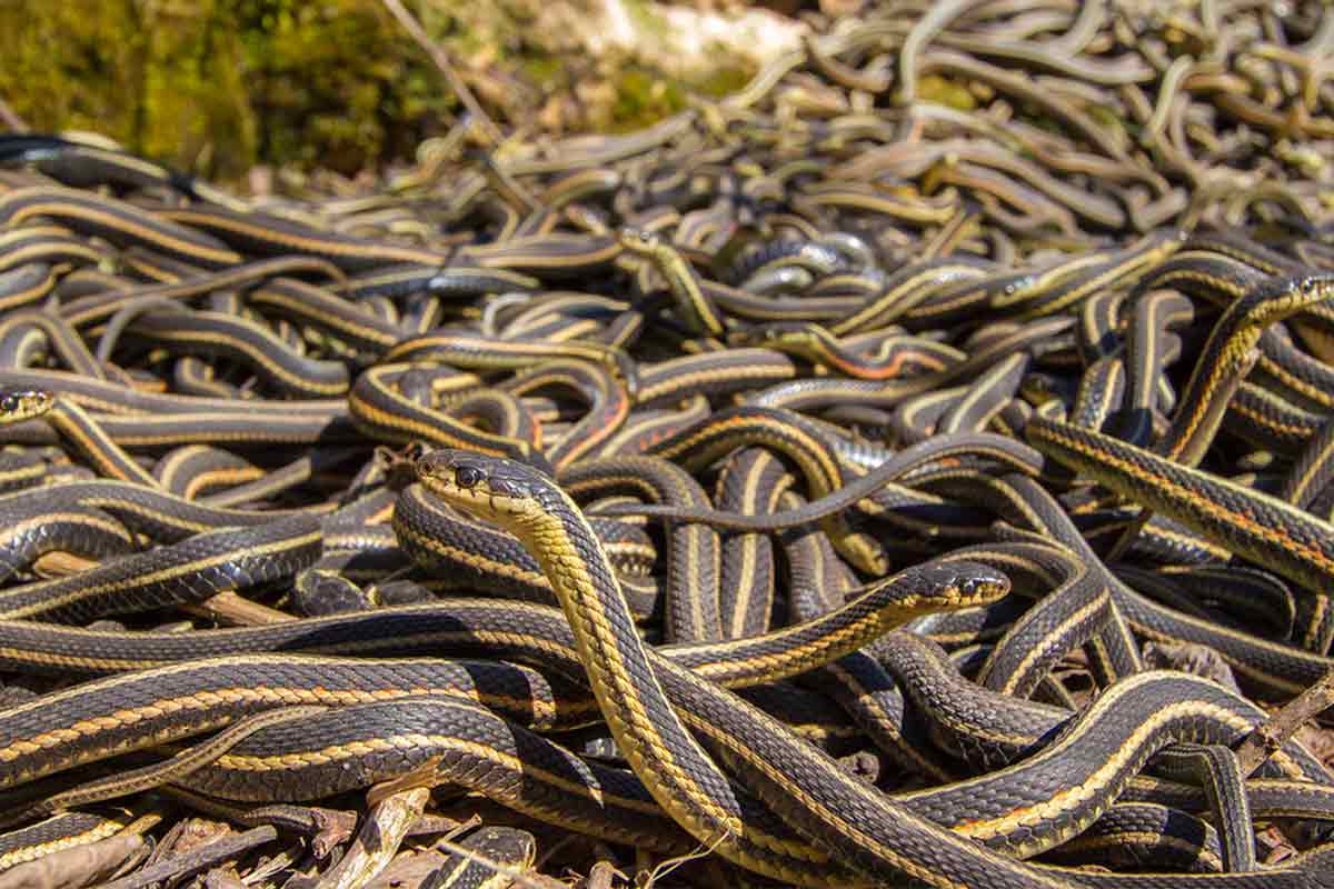 1 змея много змей. Сдвижение клубок змей. Калифорнийская подвязочная змея. Змеиное кубло. Клубок Подвязочных змей.