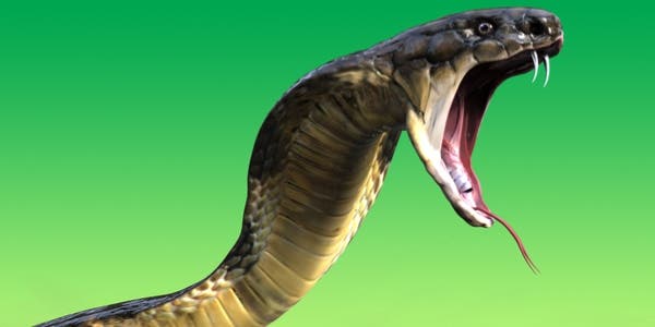 Sonhar com cobra: o que significa e seu simbolismo