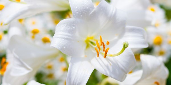 Açucenas - as tulipas tropicais. Benefícios, usos medicinais e cultivo -  greenMe