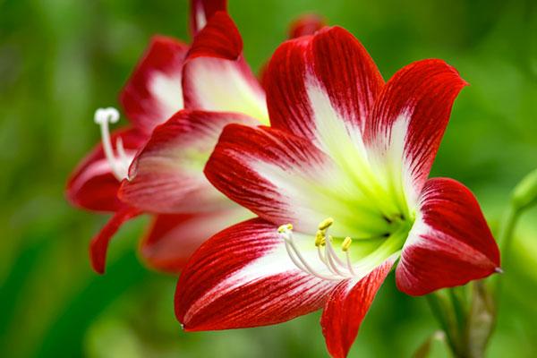 Amarílis, uma flor glamourosa. Veja seus significados e como plantar