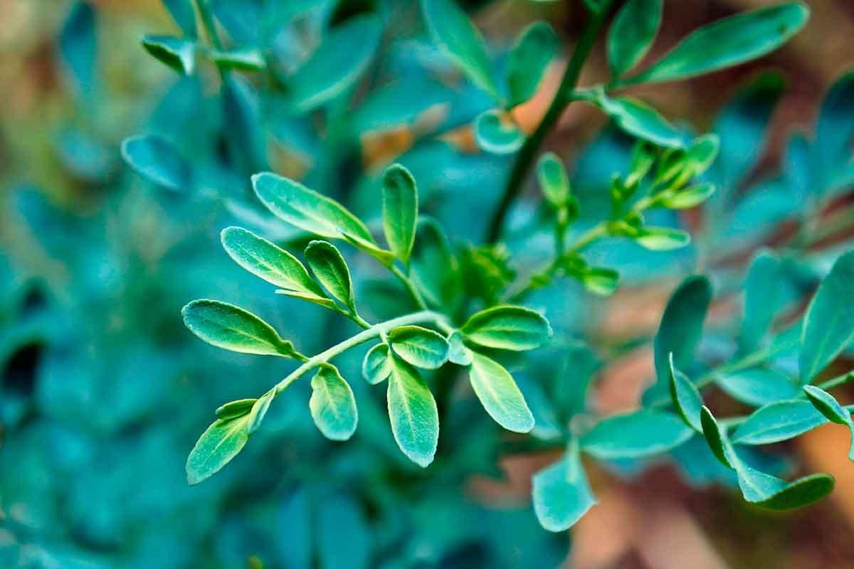 15 Plantas que atraem dinheiro e prosperidade para sua vida - greenMe