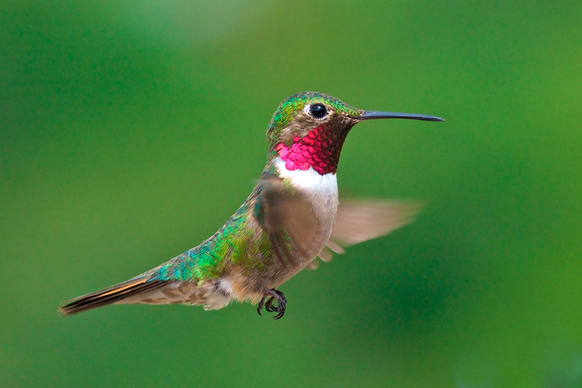 O Mundo E Muito Mais Colorido Aos Olhos De Um Beija Flor Ele Ve Cores Que Voce Nem Imagina Greenme O Mundo E Muito Mais Colorido Aos Olhos De Um Beija Flor Ele Ve Cores Que Voce Nem Imagina Greenme