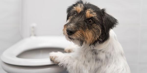 pensarcontemporaneo.com - O motivo inesperado que faz seu cão não te deixar sozinho nem no banheiro — psicólogos e vets explicam