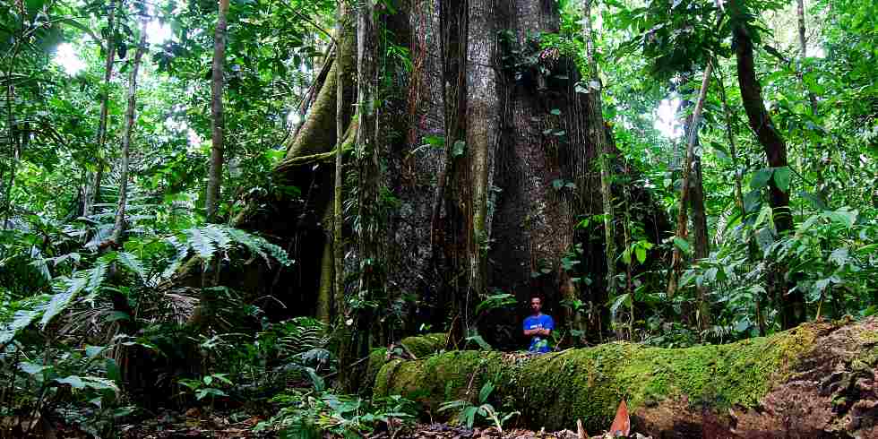 Sumaúma: A Árvore Sagrada e Monumental da Amazônia