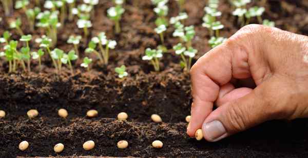 Cultivar sem irrigar é possível? Sim! Veja aqui como - greenMe