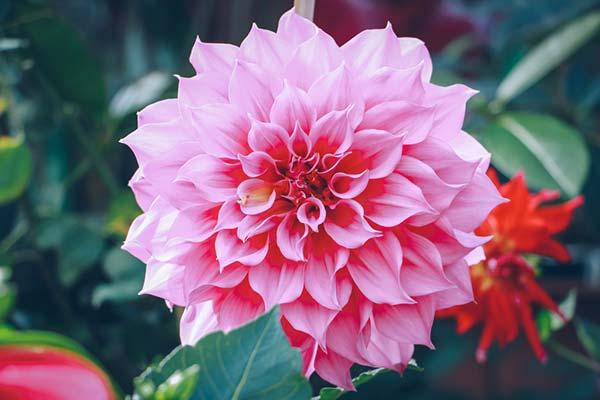 Dália, a flor do crescimento, símbolo da união e outros significados. Como  plantar? - greenMe