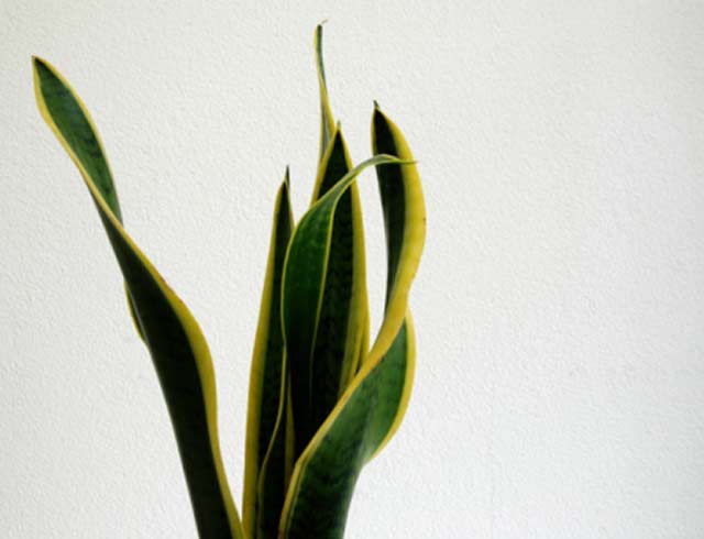 Sansevieria zeylanica - Espada-de-Iansã