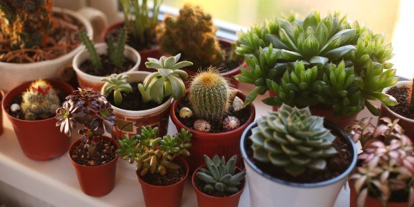 10 espécies de cactos e plantas suculentas fáceis de cultivar e manter.  FOTOS - greenMe