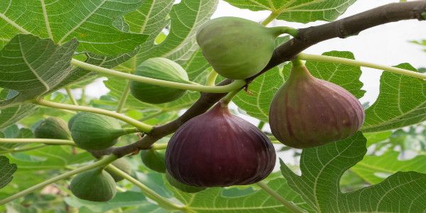 O figo, esta pouco conhecida e imensamente rica fruta - greenMe