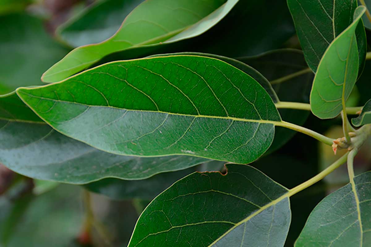 Folha do abacate para que serve: analgésica, antioxidante e muito mais -  greenMe