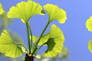 Ginkgo biloba