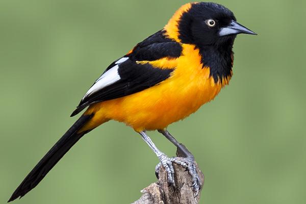 Corrupião: uma das aves mais lindas do mundo, é típica da fauna brasileira