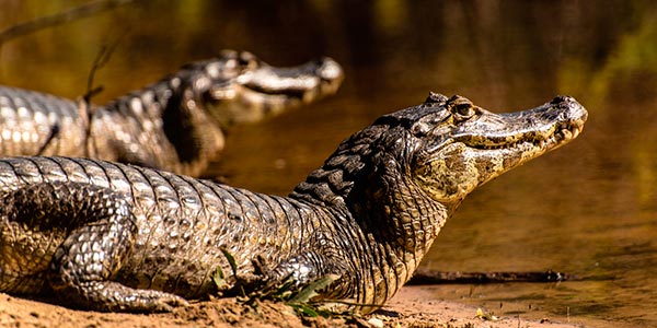 Milico Ponderão: SIGNIFICADO DE JACARÉ NA ARTILHARIA